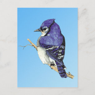 Carte postale Bluejay 3