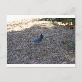 Carte Postale Bluejay avec nourriture, Lac Arrowhead, CA