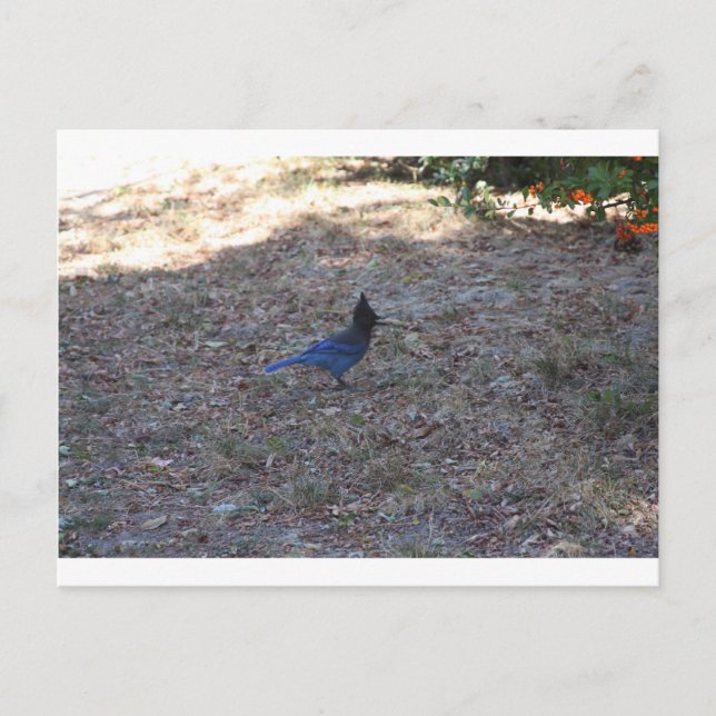Carte Postale Bluejay avec nourriture, Lac Arrowhead, CA (Devant)