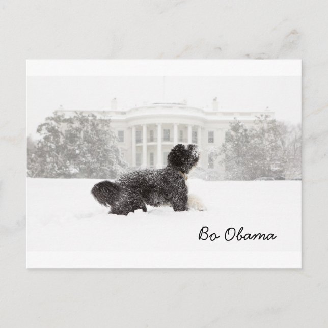 Carte Postale Bo Obama (Devant)