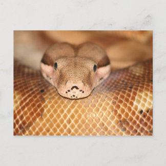 Carte postale Boa saumon