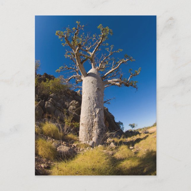 Carte Postale boab, kimberley (Devant)