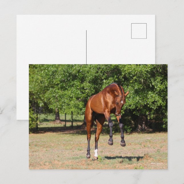 Carte Postale Bob Langrish | Akhal Teke Stallion Leaping (Devant / Derrière)