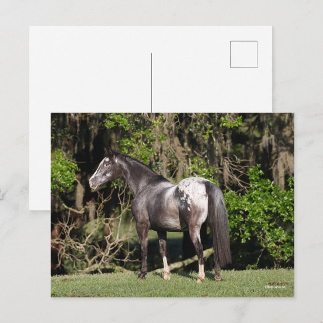 Carte Postale Bob Langrish | Appaloosa debout (Devant / Derrière)