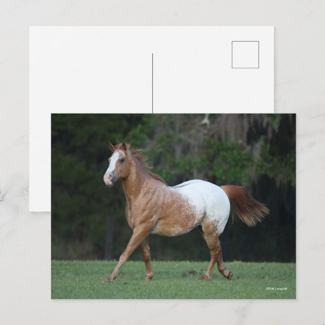 Carte Postale Bob Langrish | Appaloosa Horse Running (Devant / Derrière)
