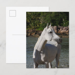Carte Postale Bob Langrish Arab Mare Debout Dans Un Casque D'Eau