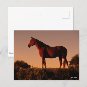 Carte Postale Bob Langrish   Arabe debout Au Coucher Du Soleil