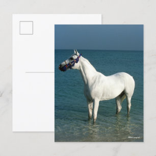 Carte Postale Bob Langrish   Arabe gris debout Dans La Mer