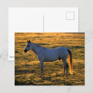 Carte Postale Bob Langrish   Arrière-lit debout