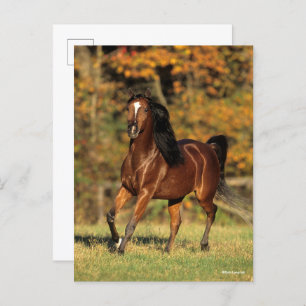 Carte Postale Bob Langrish Arrière - plan automatique arabe de