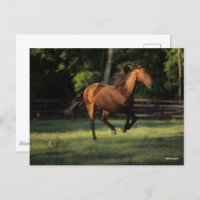 Bob Langrish | Baie Andalousie Cheval Courir