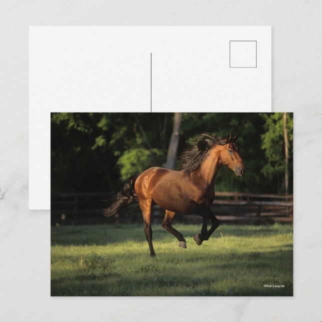 Carte Postale Bob Langrish | Baie Andalousie Cheval Courir (Devant / Derrière)