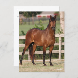 Carte Postale Bob Langrish   Baie Andalousie debout