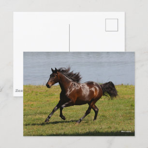 Carte Postale Bob Langrish   Baie Lusitano Mare Courir Près Du L