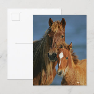 Carte Postale Bob Langrish   Banker Pony Mare et Foie Headshot