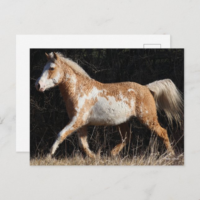 Carte Postale Bob Langrish Bashkir Curly Horse Stallion Marcher (Devant / Derrière)