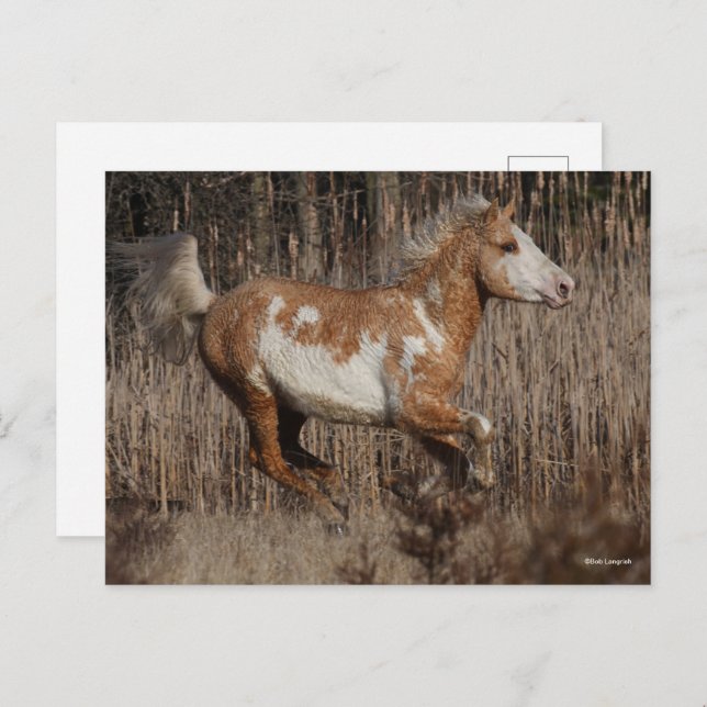 Carte Postale Bob Langrish | Bashkir Curly Stallion Courant (Devant / Derrière)