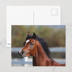 Carte Postale Bob Langrish Bay Arab Colt Headshot