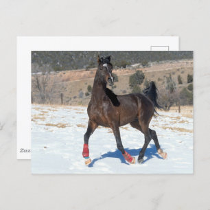 Carte Postale Bob Langrish   Bay Arab Horse Running In Snow