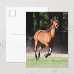 Carte Postale Bob Langrish   Bay Tennessee Walker Running