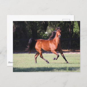 Carte Postale Bob Langrish   Bay Tennessee Walker Running
