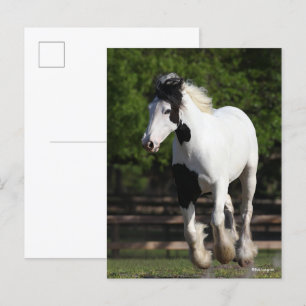 Carte Postale Bob Langrish Black and White Gypsy Vanner Running