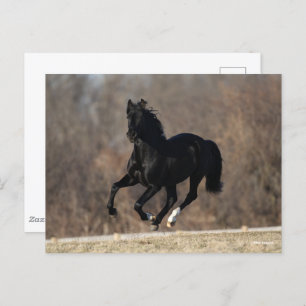 Carte Postale Bob Langrish   Black Andalucian Stallion Courir