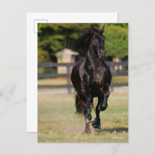 Carte Postale Bob Langrish   Black Friesian Mare Running
