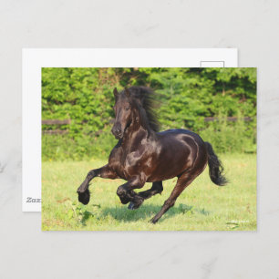 Carte Postale Bob Langrish   Black Friesian Running