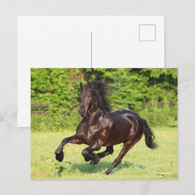 Carte Postale Bob Langrish | Black Friesian Running (Devant / Derrière)