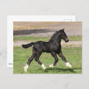 Carte Postale Bob Langrish Black Gypsy Vanner Foal Running
