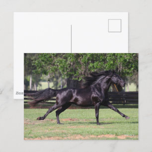 Carte Postale Bob Langrish Black Lusitano Runer Mane Flow