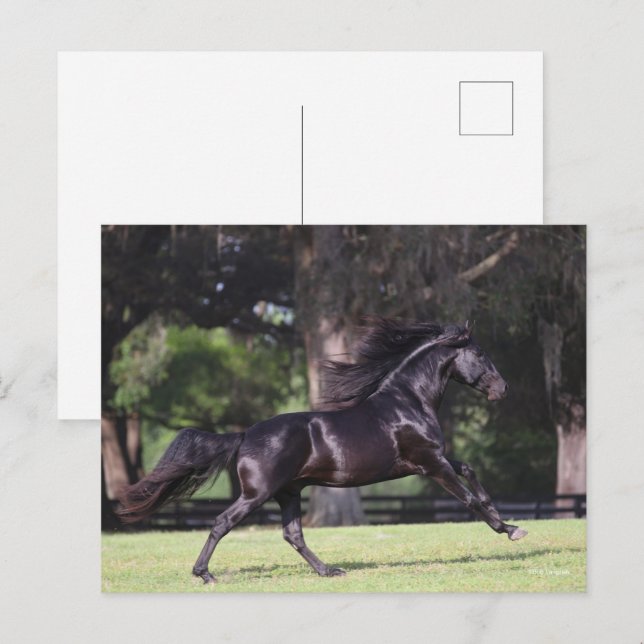 Carte Postale Bob Langrish | Black Lusitano Running (Devant / Derrière)