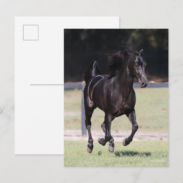Carte Postale Bob Langrish | Black Tennessee Walker Running (Devant / Derrière)