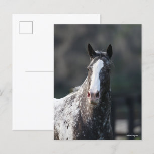 Carte Postale Bob Langrish Capture d'écran Appaloosa