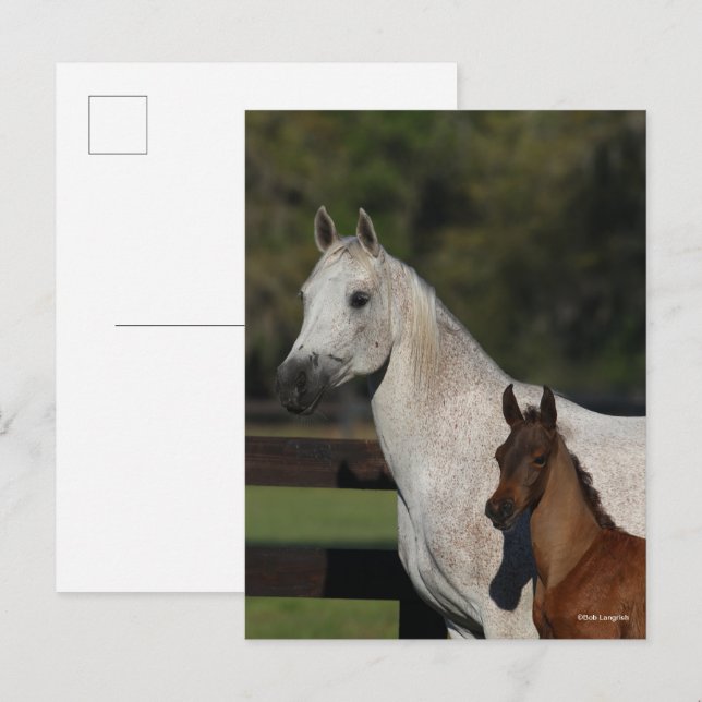 Carte Postale Bob Langrish | Capture d'écran Arab Mare and Foot (Devant / Derrière)