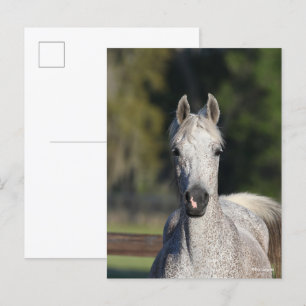 Carte Postale Bob Langrish   Capture d'écran arabe gris