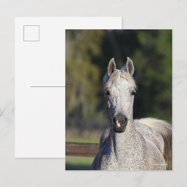 Carte Postale Bob Langrish | Capture d'écran arabe gris (Devant / Derrière)