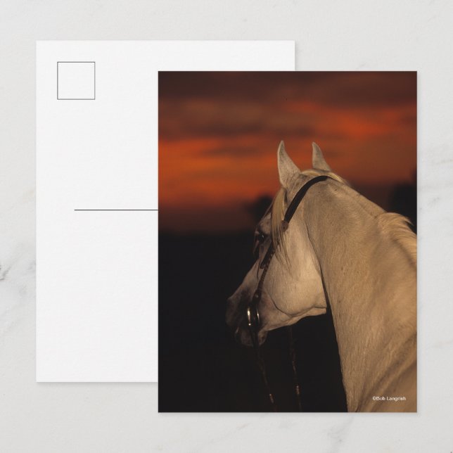Carte Postale Bob Langrish | Capture d'écran arabe grise au couc (Devant / Derrière)