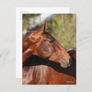 Carte Postale Bob Langrish Capture d'écran de Bay Andalucian