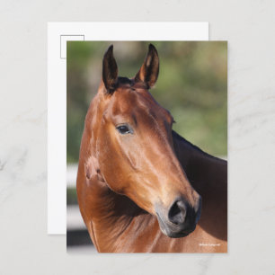 Carte Postale Bob Langrish Capture d'écran de Bay Andalucian