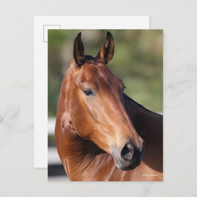 Carte Postale Bob Langrish | Capture d'écran de Bay Andalucian (Devant / Derrière)
