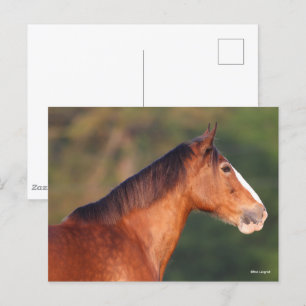 Carte Postale Bob Langrish   Capture d'écran de Bay Clydesdale