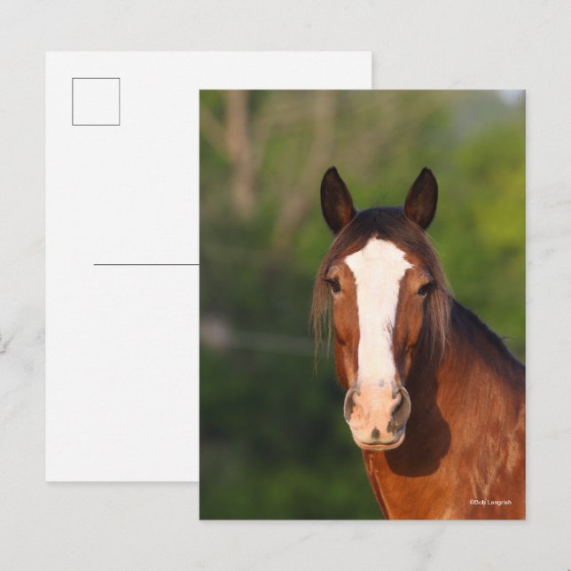 Carte Postale Bob Langrish | Capture d'écran de Clydesdale (Devant / Derrière)