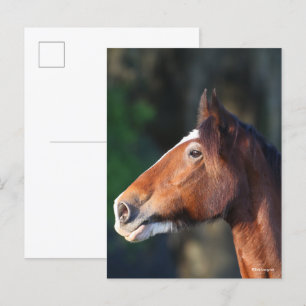 Carte Postale Bob Langrish Capture d'écran de Clydesdale