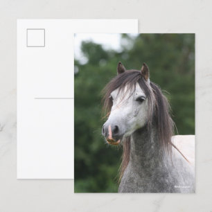 Carte Postale Bob Langrish   Capture d'écran de la rose galloise