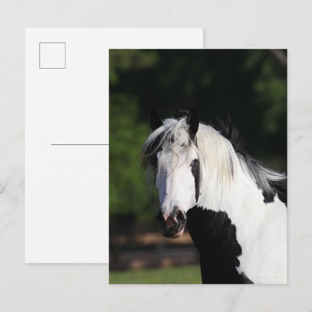 Carte Postale Bob Langrish | Capture d'écran du cheval de banniè (Devant / Derrière)