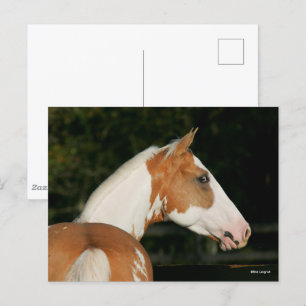 Carte Postale Bob Langrish Capture d'écran du cheval de peintu