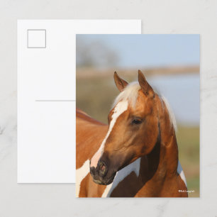 Carte Postale Bob Langrish Capture d'écran du Cheval de peintu