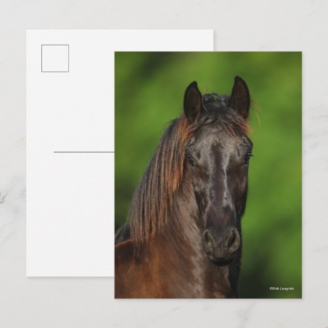 Carte Postale Bob Langrish | Capture d'écran du cheval friésien (Devant / Derrière)